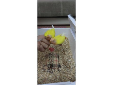 El besleme sevda papağanı