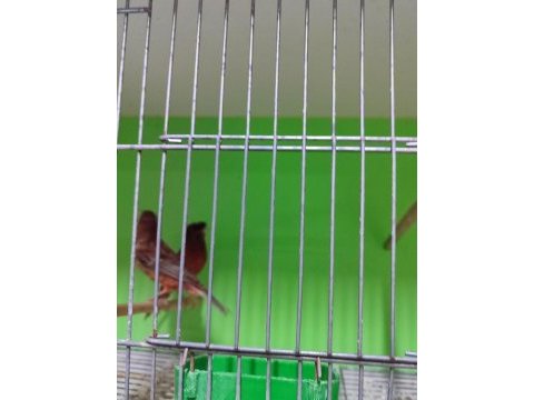 Orjinal renk kanaryaları
