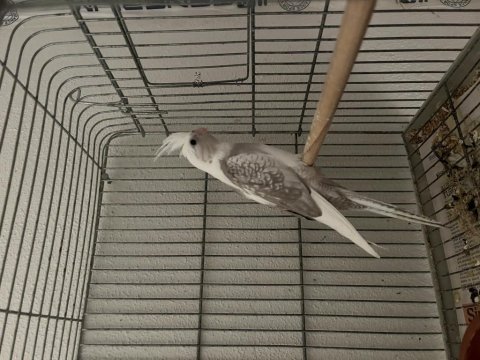 3 yaşında mecburiyetten satılık sultan papağanı takımlar