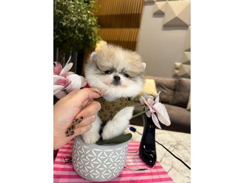 Yakışıklı pomeranian oğlum boss