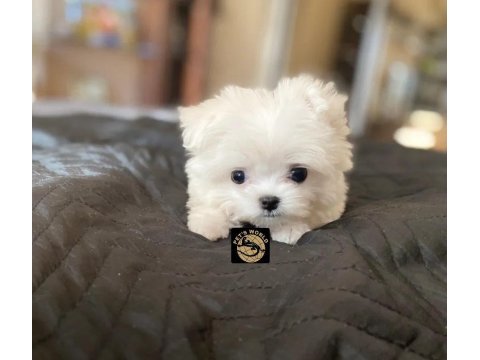 Maltese yavrularımız