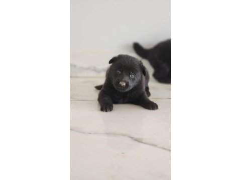Simsıyah solid black alman çoban köpeği yavruları