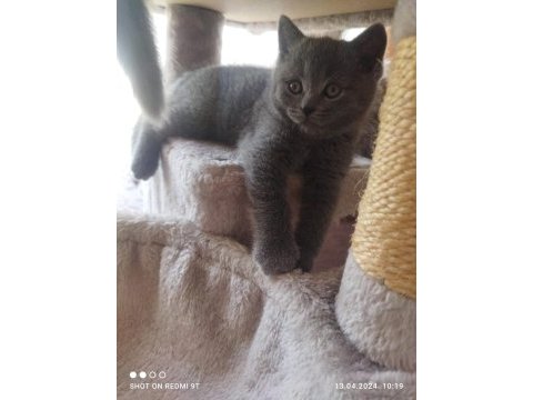 Sahiplenilmeyi bekleyen şecereli scottish fold yavrular