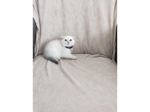 Son iki dişi scottish fold yavrum