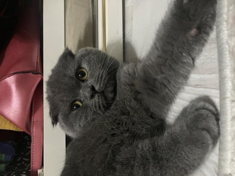 Scottish fold gözümün bebeği