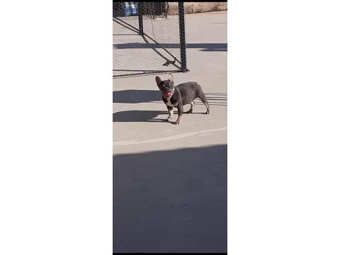 Micro blue tan dişi french bulldog