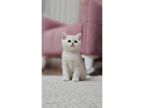 Safkan british shorthair silver blue mavi göz