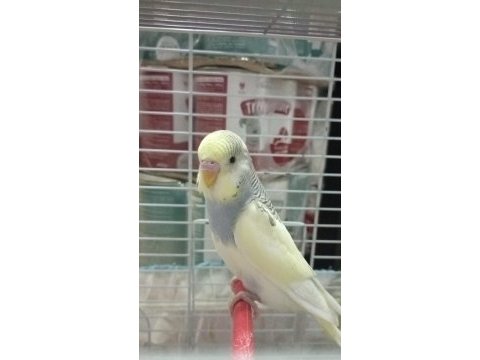 Ele alısık yeni yeme düşmüş yavrular