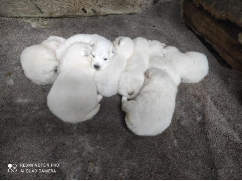 Kar beyazı samoyed yavrularımız yeni sahibini arıyor