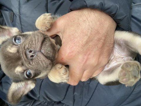 Manisa salihliden 45 günlük french bulldog