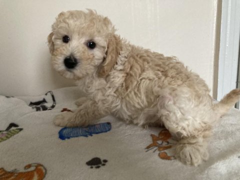 Anne altından poodle yavrular