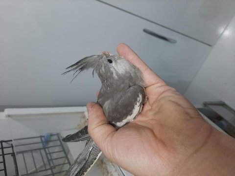 3 aylık sultan papağanı yavrusu