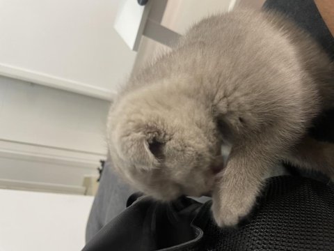 50 günlük dişi scottish fold