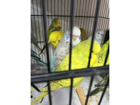 Jumbo muhabbet kuşu bayram şekerleri maşallah