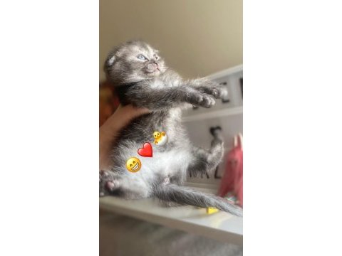 Scottish fold mama karşılığı verilecek