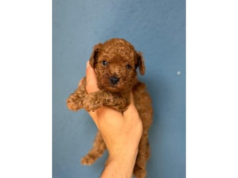 Avuç içi kadar mutluluk toy poodle yavrularım