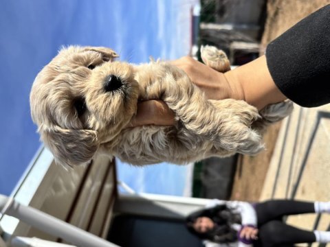 Cis eğitimli bebek maltipoo