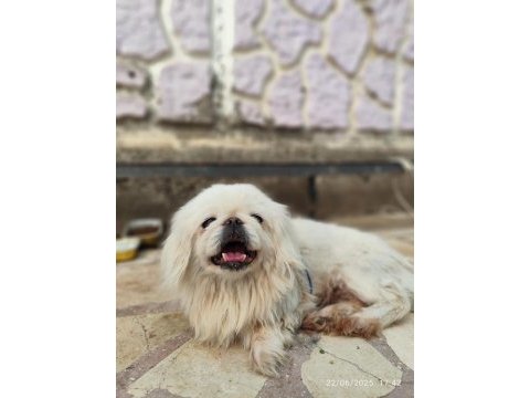 1.5 yaşında çok zeki dişi pekinez köpeği