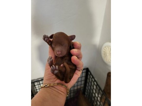 Koyu renk toy poodle bebekler rezerve ilanıdır