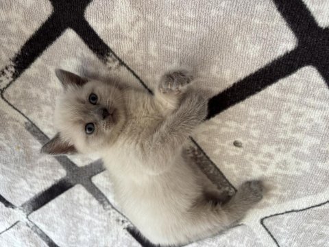 British shorthair 3 adet