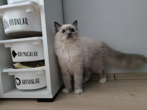 Ragdoll bebiş