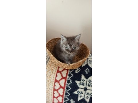 Safkan ırk garantili british longhair yavrular