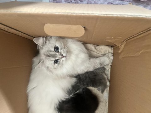 British longhair 2 yaş dişi
