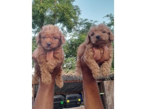 Toy poodle yavrular bir birinden güzel