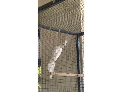 Üretimden sultan papağanı yavrular