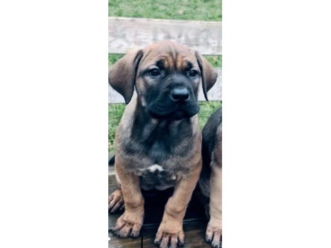 Cane corso yavru köpeği