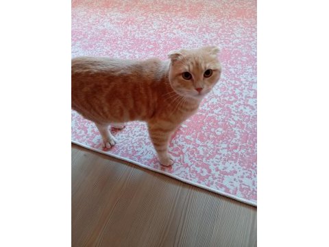 Scottish fold kırık kulak kedimiz yeni yuvasını arıyor