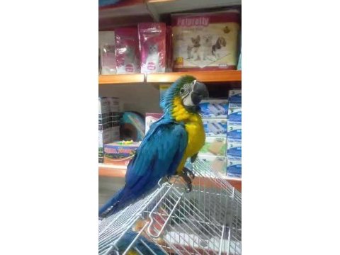 El besleme macaw bebekler
