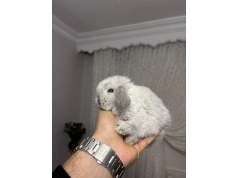 Hollanda lop tavşanları ve cüceler