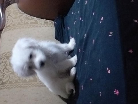 Çift aşılı yavru köpeğimiz dişi