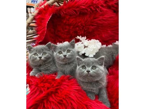 Güzel british shorthair yavrular yeni yuvalarını arıyor