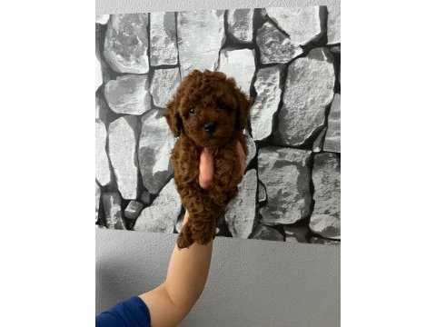 Red brown poodle yavrularim ev üretimi