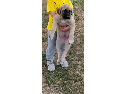 2 aylık safkan kangal