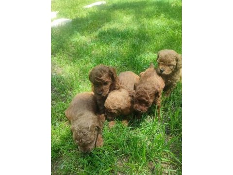 Yavru toy poodle