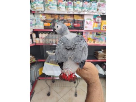 Bebek jakolar kırmızı kuyruk kango