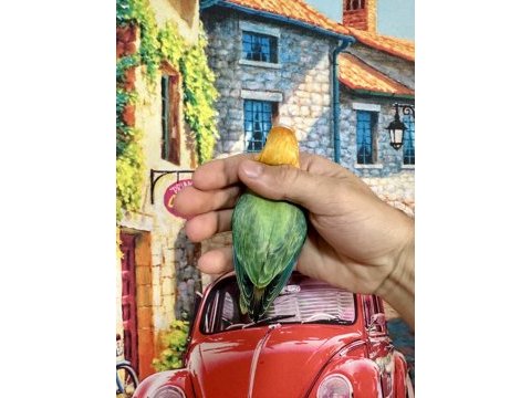 Cennet papağanı yavru (üst mutasyon)