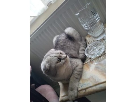 Silver scottish dişi kendimiz sahiplendirmek istiyoruz