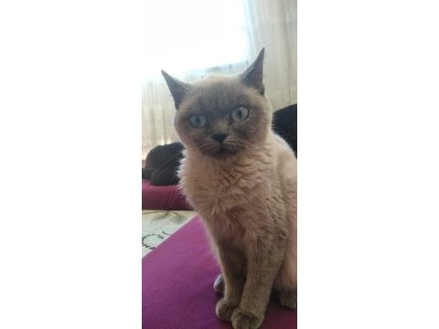 Scottish blue point 6 aylık