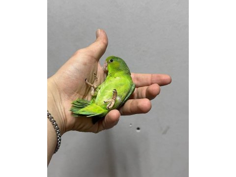 Forpus yavru papağanlarımız gönderim vardır
