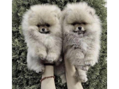 Pomerianan boo köpekleri