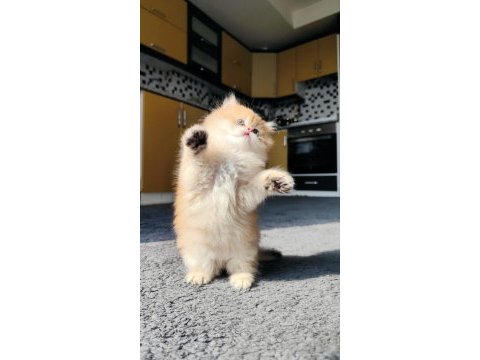 Full şecereli erkek british longhair yavruya yuva arıyorum