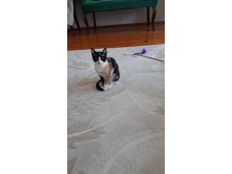 İki adet 3 aylık dişi kedi yavrusu