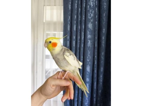 Konuşan ele alışkın sultan papağanı