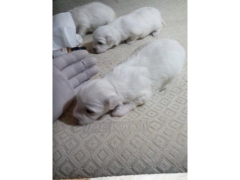 20 günlük kartopu bebek köpekler