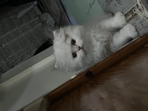 British longhair silver