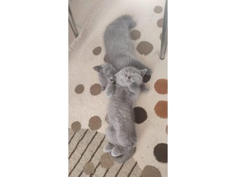 British shorthair 3 aylık erkek dişi yavru